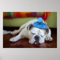Images Getty | Sick Young Puppy