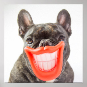 Poster Images Getty   Un chien souriant