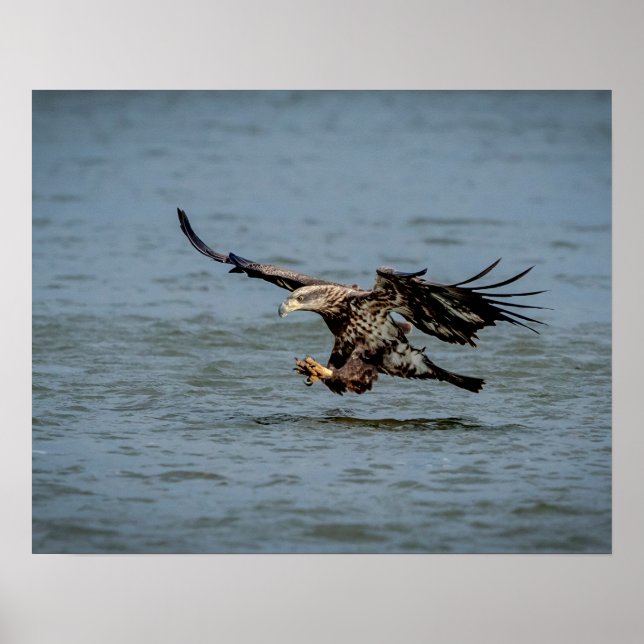 Poster Immature Bald Eagle plongée pour un poisson (Devant)