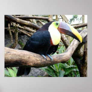 Poster Immense Photo D'Un Beau Toucan !