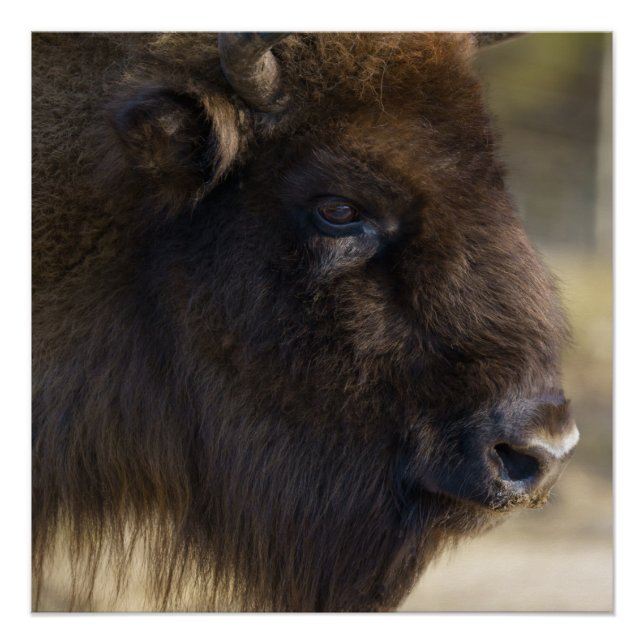 Poster Impression Bison Canvas (Devant)