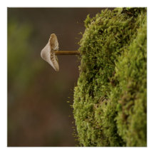Impression d'art de champignon serein dans une for