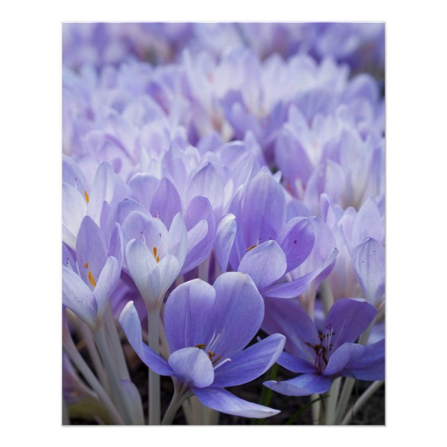 Poster Impression sur toile de crocus enveloppé (Devant)