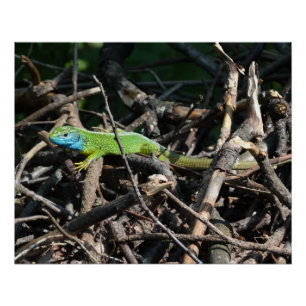 Poster Impressions photo de lézard vert