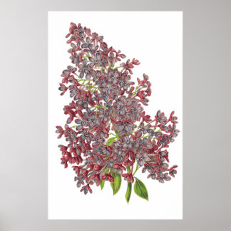 Poster IMPRIMANTE BOTANIQUE Lilac PREMIUM