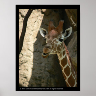 Poster Imprimantes d'affiche de la Giraffe pour bébés