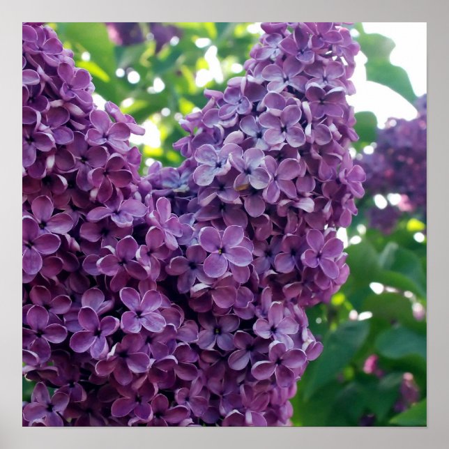 Poster Imprimantes d'affiche Lilacs violet (Devant)