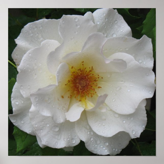 Poster Imprimantes d'affiches de rose blanche (Devant)