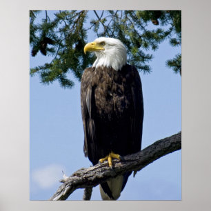 Poster Imprimantes d'art d'Aigle Bald