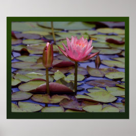 Poster Imprimantes photo Lily Pad -24x20 autres tailles d