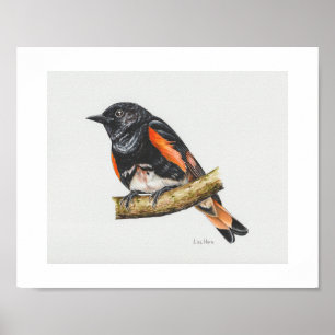 Poster Imprimé américain Redstart Warbler Art