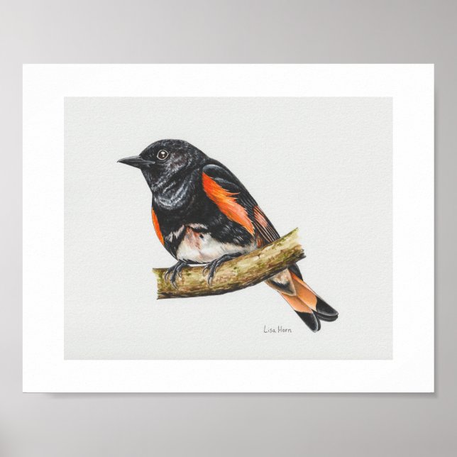 Poster Imprimé américain Redstart Warbler Art (Devant)