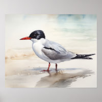 Poster imprimé d'art ornithologique Sternidae
