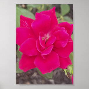 Poster imprimé floral rouge gris pour un jour