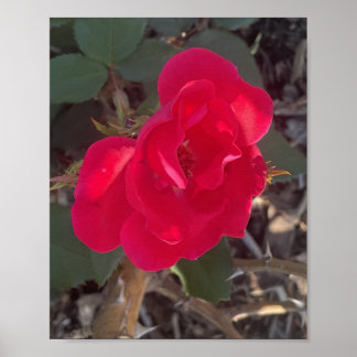 Poster imprimé floral rouge grisé