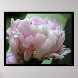 Poster imprimé Pale Pink Peony Blossom