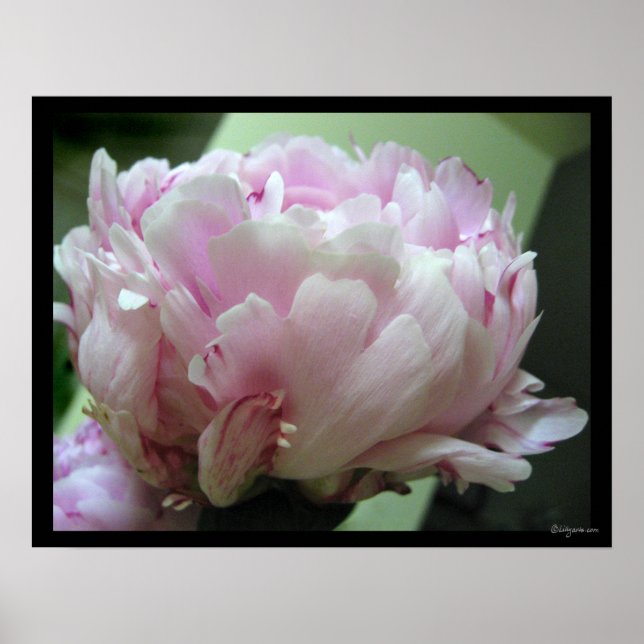 Poster imprimé Pale Pink Peony Blossom (Devant)