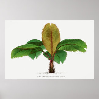 Poster imprimé palmier vintage des Seychelles