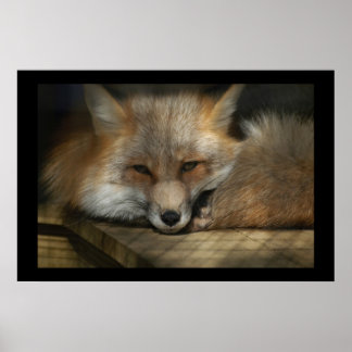 Poster Imprimé Red Fox
