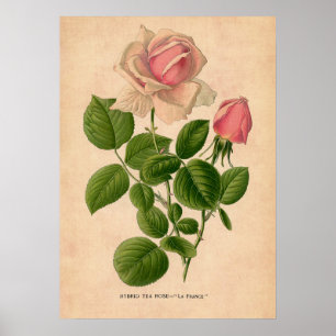 Poster imprimé Rose vintage