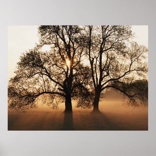 Poster IMPRIMER - 2 grands arbres Sepia Gold (Devant)