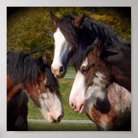 Imprimer 3 têtes Clydesdale