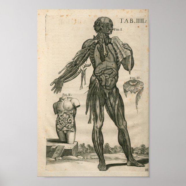 Poster Imprimer anatomie musculaire vintage 1741 (Devant)