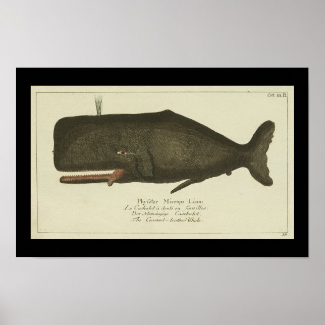Poster Imprimer Baleine vintage (Devant)