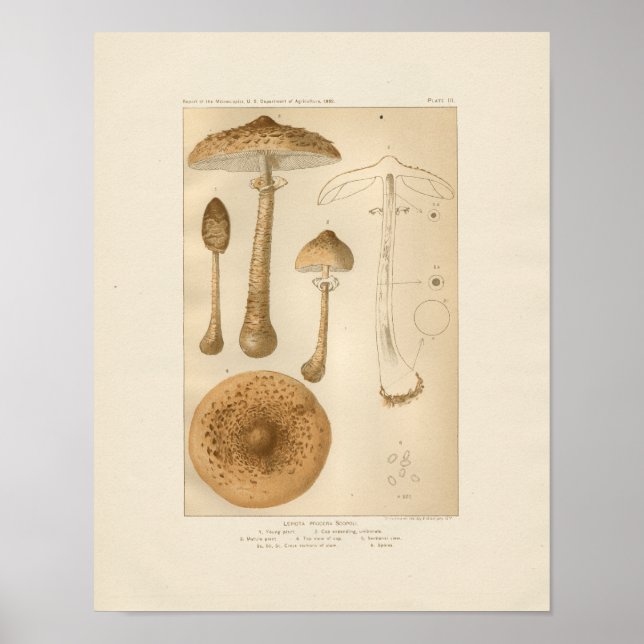 Poster Imprimer Champignons vintages (Devant)
