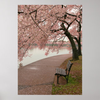 Poster Imprimer Cherry Blossom