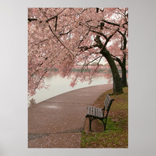 Poster Imprimer Cherry Blossom (Devant)