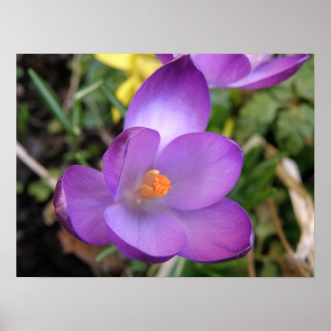 Poster Imprimer crocus vif (Devant)