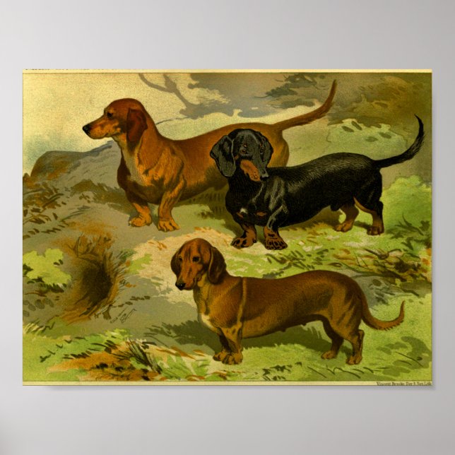 Poster Imprimer Dachshunds Vintage 1881 (Devant)