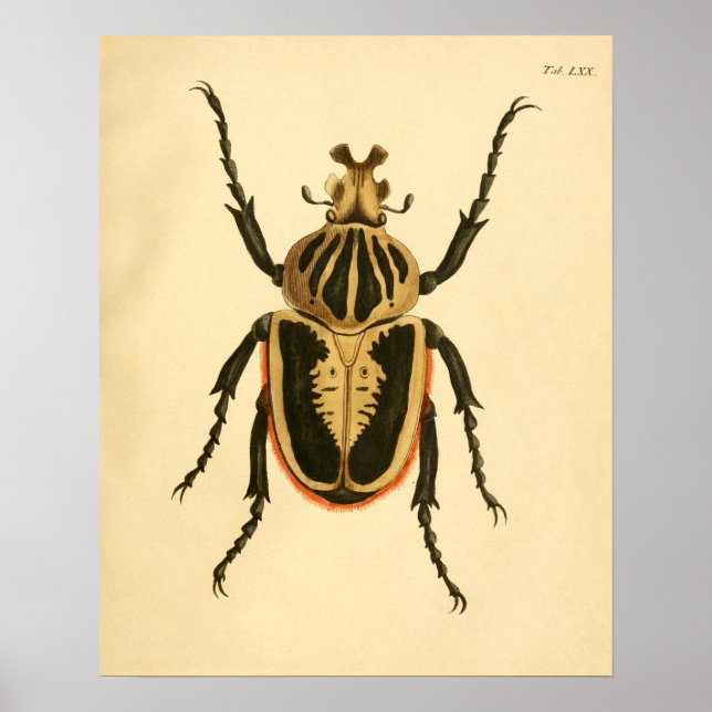 Poster Imprimer "Entomologie II" (Devant)
