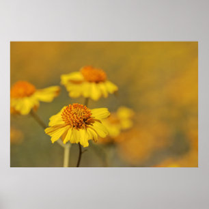 Poster Imprimer : Fleurs Brittlebush