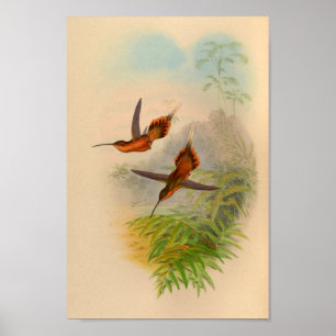 Poster Imprimer Hermite Hummingbird vintage 1861