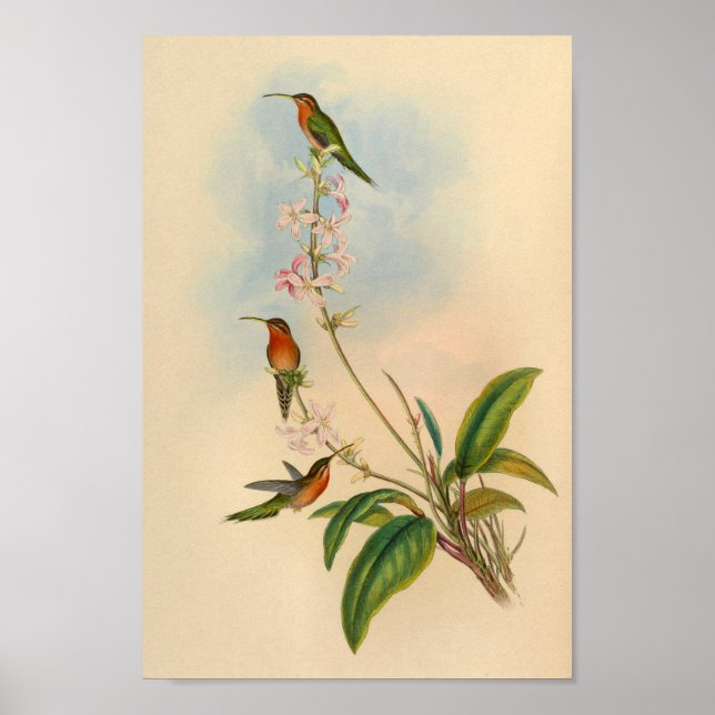 Poster Imprimer Hermite Hummingbird vintage 1861 (Devant)