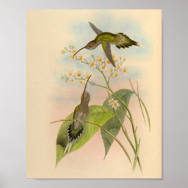 Poster Imprimer Hermite Hummingbird vintage 1861 (Devant)