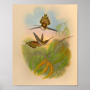 Poster Imprimer Hermite Hummingbird vintage 1861