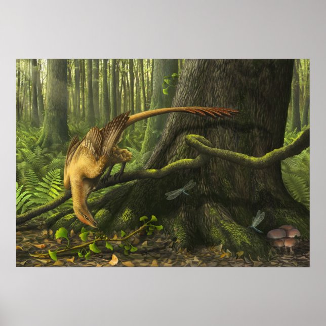 Poster Imprimer Jeholornis (Devant)