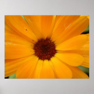 Poster Imprimer la baie de pluie orange