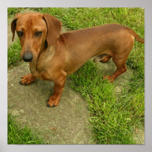 Poster Imprimer l'affiche de Daschund
