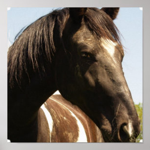 Poster Imprimer l'affiche du cheval de garde