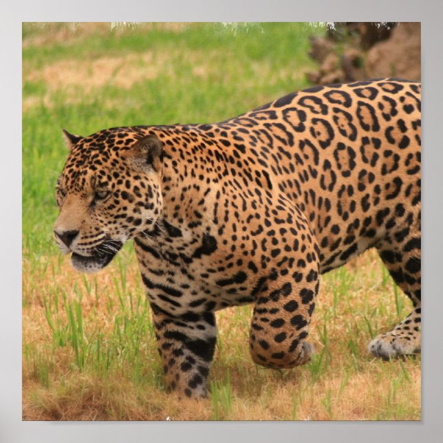 Poster Imprimer l'affiche Jaguar (Devant)