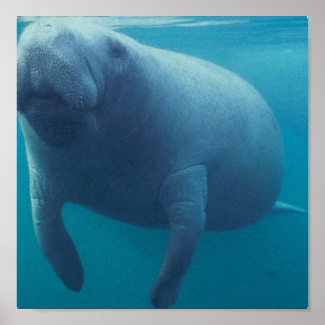 Poster Imprimer l'affiche Manatee (Devant)