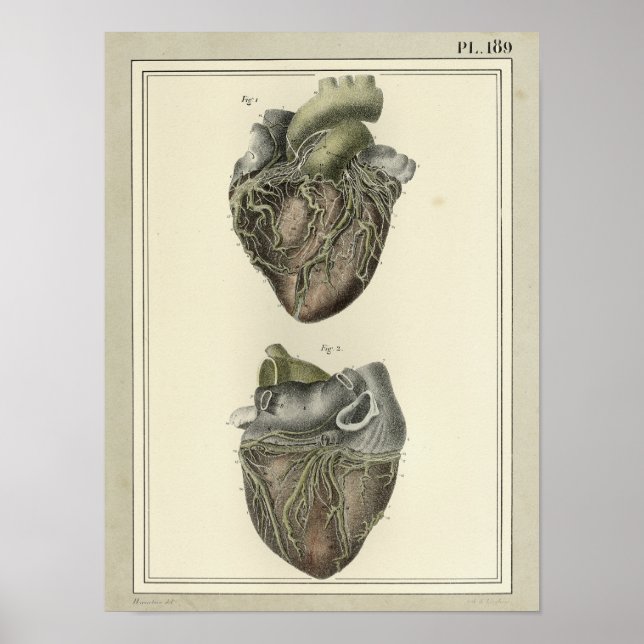 Poster Imprimer l'anatomie cardiaque vintage de 1831 (Devant)