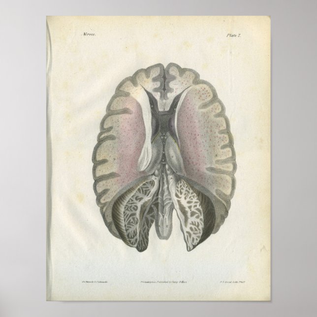 Poster Imprimer l'anatomie du cerveau humain (Devant)
