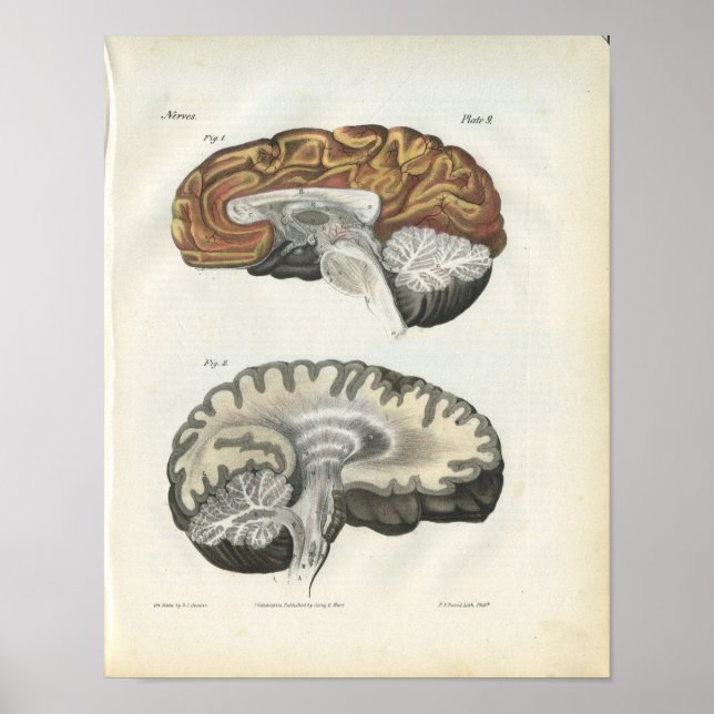 Poster Imprimer l'anatomie du cerveau humain (Devant)