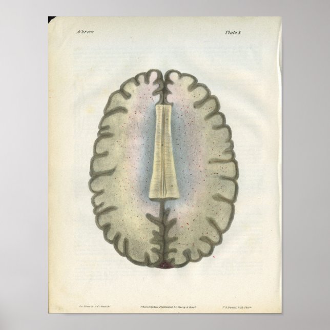 Poster Imprimer l'anatomie du cerveau humain (Devant)