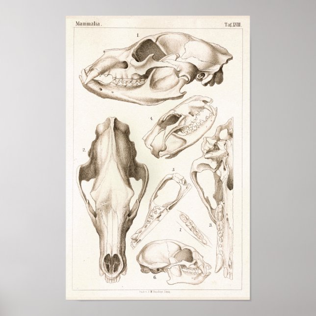 Poster Imprimer l'anatomie du crâne de l'ours et du diabl (Devant)